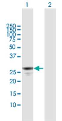 Western Blot: APOBEC2 Antibody [H00010930-B01P] - Analysis of APOBEC2 expression in transfected 293T cell line by APOBEC2 polyclonal antibody.  Lane 1: APOBEC2 transfected lysate(24.64 KDa). Lane 2: Non-transfected lysate.