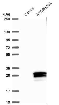 Western Blot: APOBEC3A Antibody [NBP1-88999] - Analysis in control (vector only transfected HEK293T lysate) and APOBEC3A over-expression lysate (Co-expressed with a C-terminal myc-DDK tag (3.1 kDa) in mammalian HEK293T cells).