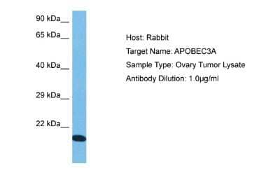 Western Blot: APOBEC3A Antibody [NBP2-82649] - Host: Rabbit. Target Name: APOBEC3A. Sample Tissue: Human Ovary Tumor lysates. Antibody Dilution: 1ug/ml