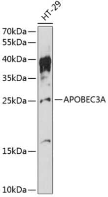 Western Blot APOBEC3A Antibody - Azide and BSA Free