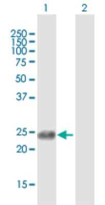 Western Blot: APOBEC3B Antibody [H00009582-B01P] - Analysis of APOBEC3B expression in transfected 293T cell line by APOBEC3B polyclonal antibody.  Lane 1: APOBEC3B transfected lysate(27.61 KDa). Lane 2: Non-transfected lysate.