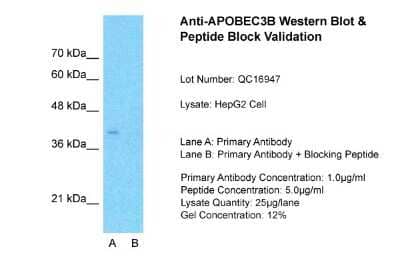 Western Blot: APOBEC3B Antibody [NBP1-57516] - Sample Tissue: HepG2, Lane A: Primary Antibody, Lane B: Primary Antibody + Blocking Peptide, Primary Antibody Concentration: 1ug/ml, Peptide Concentration: 5ug/ml, Lysate Quantity: 25ug/lane/lane, Gel Concentration: 0.12