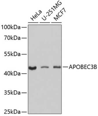 Western Blot: APOBEC3B Antibody [NBP2-92572] - Analysis of extracts of various cell lines, using APOBEC3B at 1:1000 dilution.Secondary antibody: HRP Goat Anti-Rabbit IgG (H+L) at 1:10000 dilution.Lysates/proteins: 25ug per lane.Blocking buffer: 3% nonfat dry milk in TBST.Detection: ECL Basic Kit .Exposure time: 60s.