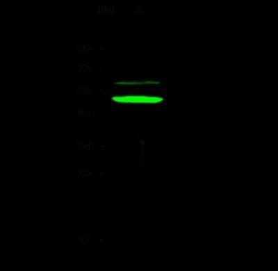 Western Blot: APOBEC3B Antibody [NBP2-99174] - Anti-APOBEC3B rabbit polyclonal antibody at 1:500 dilution. Lane A: HepG2 Whole Cell Lysate. Lysates/proteins at 30 ug per lane. Secondary Goat Anti- Rabbit IgG H&L (Dylight 800) at 1/10000 dilution. Developed using the Odyssey technique. Performed under reducing conditions. Predicted band size: 46 kDa. Observed band size: 50 kDa (We are unsure as to the identity of these extra bands).