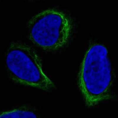 Immunocytochemistry/Immunofluorescence: APOBEC3C Antibody [NBP2-57602] - Staining of human cell line U-2 OS shows localization to intermediate filaments.