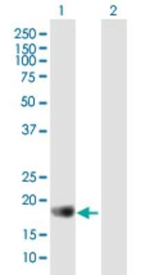 Western Blot: APOBEC3C Antibody [H00027350-B01P] - Analysis of APOBEC3C expression in transfected 293T cell line by APOBEC3C polyclonal antibody.  Lane 1: APOBEC3C transfected lysate(20.9 KDa). Lane 2: Non-transfected lysate.