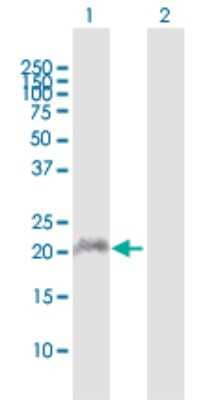 Western Blot: APOBEC3C Antibody [H00027350-D01P] - Analysis of APOBEC3C expression in transfected 293T cell line by APOBEC3C polyclonal antibody.Lane 1: APOBEC3C transfected lysate(22.80 KDa).Lane 2: Non-transfected lysate.