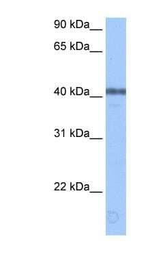 Western Blot APOBEC3F Antibody