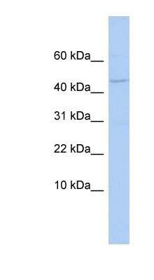 Western Blot APOBEC3F Antibody