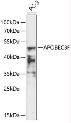 Western Blot: APOBEC3F Antibody [NBP2-92356] - Analysis of extracts of PC3 cells, using APOBEC3F .Exposure time: 60s.