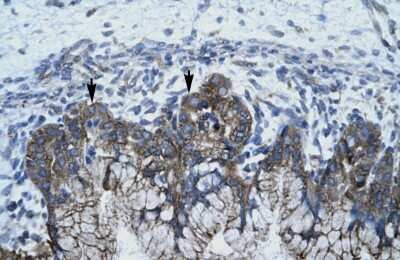 Immunohistochemistry: APOBEC3G Antibody [NBP1-58955] - Human Stomach