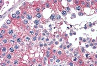 Immunohistochemistry-Paraffin: APOBEC3G Antibody [NBP1-52509] - Staining of human testis. Immunohistochemistry of formalin-fixed, paraffin-embedded tissue after heat-induced antigen retrieval. Antibody concentration 2.5 ug/ml.