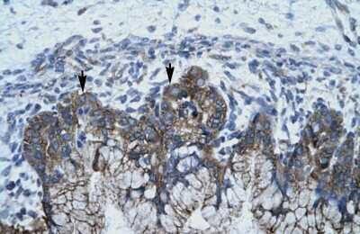 Immunohistochemistry-Paraffin: APOBEC3G Antibody [NBP1-58955] - Human Stomach Tissue, Epithelial cells of funic gland (Indicated with Arrows) 4-8ug/ml.