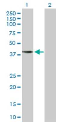 Western Blot: APOBEC3G Antibody [H00060489-D01P] - Analysis of APOBEC3G expression in transfected 293T cell line by APOBEC3G polyclonal antibody.Lane 1: APOBEC3G transfected lysate(46.40 KDa).Lane 2: Non-transfected lysate.
