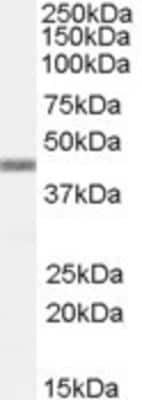 Western Blot: APOBEC3G Antibody [NBP1-05026] - Analysis of APOBEC3G in Daudi lysate using NBP1-05026 at 0.5ug/ml (35ug protein in RIPA buffer). Primary incubation was 1 hour. Detected by chemiluminescence.