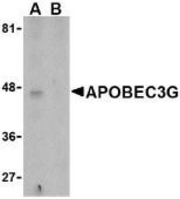 Western Blot: APOBEC3G Antibody [NBP1-77206] - Caco-2 cell lysate in the (A), absence and (B) presence of blocking peptide with APOBEC3G antibody at 5 ug/ml. .