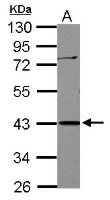 Western Blot: APOBEC3G Antibody [NBP2-15427] - Sample (30 ug of whole cell lysate) A: Jurkat 10% SDS PAGE; antibody diluted at 1:1000.