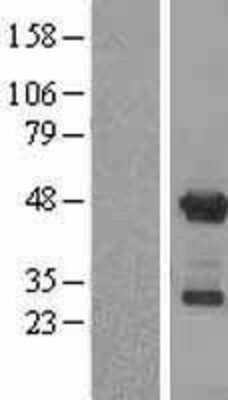 Western Blot APOBEC3G Overexpression Lysate