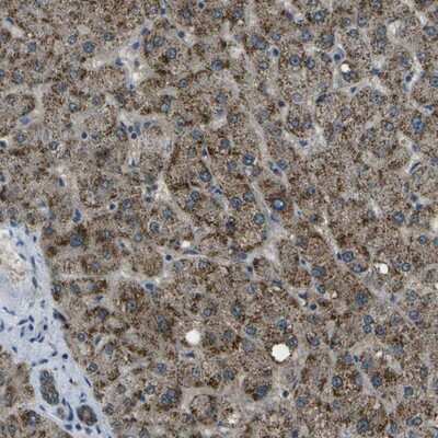 Immunohistochemistry-Paraffin APOBEC4 Antibody - BSA Free