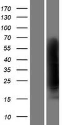 Western Blot Clusterin/APOJ Overexpression Lysate