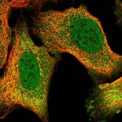 Immunocytochemistry/Immunofluorescence: APOLD1 Antibody [NBP2-58460] - Staining of human cell line U-2 OS shows localization to nucleoplasm & cytosol.