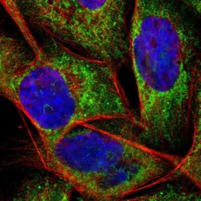 Immunocytochemistry/Immunofluorescence: APOO Antibody [NBP1-84746] - Staining of human cell line A-431 shows localization to mitochondria. Antibody staining is shown in green.