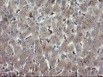 Immunohistochemistry: APP Antibody (4C9) [NBP2-46535] - Analysis of Human liver tissue.