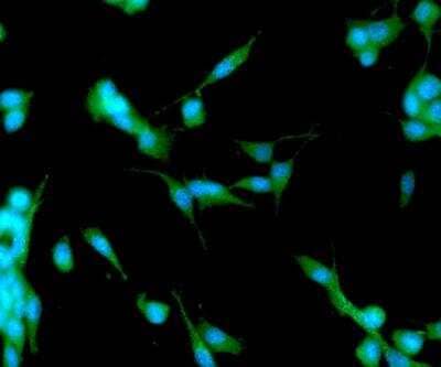 Immunocytochemistry/Immunofluorescence: APP Antibody (J4H9) [NBP1-04263] - Analysis of APP/Protease Nexin II in U87MG cells. The cell was stained using a dilution of (1:100). The secondary antibody (green) was used Alexa Fluor 488. DAPI was stained the cell nucleus (blue).