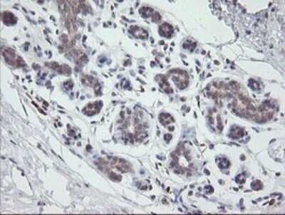 Immunohistochemistry: APP Antibody (OTI4C9) - Azide and BSA Free [NBP2-70197] - Analysis of Human breast tissue.