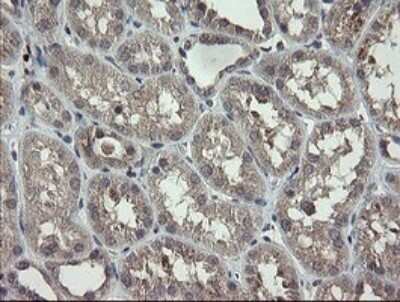 Immunohistochemistry: APP Antibody (OTI4C9) - Azide and BSA Free [NBP2-70197] - Analysis of Human Kidney tissue.