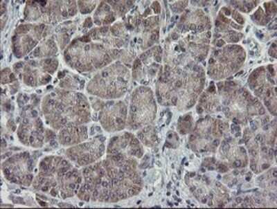 Immunohistochemistry: APP Antibody (OTI4C9) - Azide and BSA Free [NBP2-70197] - Analysis of Human pancreas tissue.