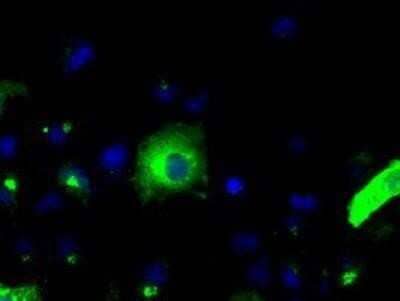 Immunocytochemistry/Immunofluorescence: APP Antibody (OTI7G9) - Azide and BSA Free [NBP2-70187] - Staining of COS7 cells transiently transfected by pCMV6-ENTRY Amyloid Precursor Protein.