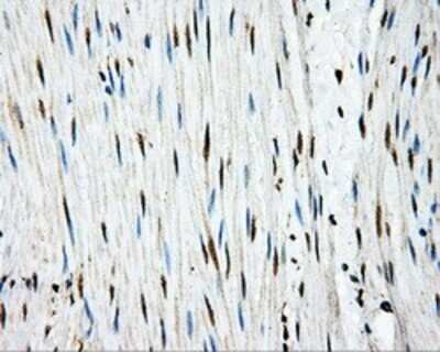 Immunohistochemistry: APP Antibody (OTI7G9) - Azide and BSA Free [NBP2-70187] - Staining of paraffin-embedded colon tissue using anti-Amyloid Precursor Protein mouse monoclonal antibody.