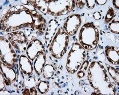 Immunohistochemistry: APP Antibody (OTI7G9) - Azide and BSA Free [NBP2-70187] - Staining of paraffin-embedded Kidney tissue using anti-Amyloid Precursor Protein mouse monoclonal antibody.