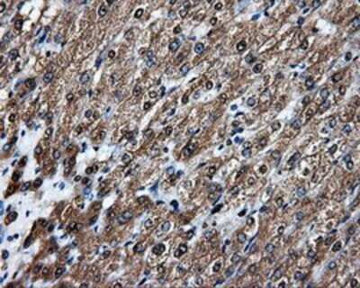 Immunohistochemistry: APP Antibody (OTI7G9) - Azide and BSA Free [NBP2-70187] - Staining of paraffin-embedded liver tissue using anti-Amyloid Precursor Protein mouse monoclonal antibody.