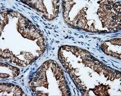 Immunohistochemistry: APP Antibody (OTI7G9) - Azide and BSA Free [NBP2-70187] - Staining of paraffin-embedded prostate tissue using anti-Amyloid Precursor Protein mouse monoclonal antibody.