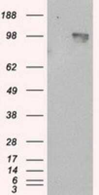 Western Blot: APP Antibody (OTI7G9) - Azide and BSA Free [NBP2-70187] - HEK293T cells were transfected with the pCMV6-ENTRY control (Left lane) or pCMV6-ENTRY Amyloid Precursor Protein (Right lane) cDNA for 48 hrs and lysed. Equivalent amounts of cell lysates (5 ug per lane) were separated by SDS-PAGE and immunoblotted with a