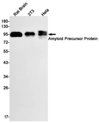 Western Blot: APP Antibody (S05-3E3) [NBP3-20015] - Western blot detection of APP in Rat Brain, 3T3, Hela cell lysates using NBP3-20015 (1:1000 diluted). Predicted band size: 87kDa. Observed band size: 100kDa.