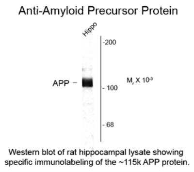 Western Blot: APP Antibody [NB300-308]