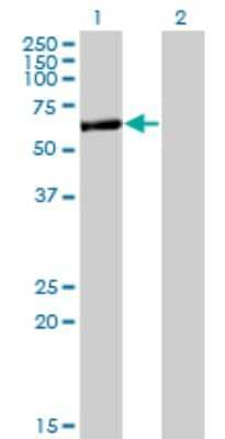 Western Blot: APPBP2 Antibody (4C2) [H00010513-M09] - Analysis of APPBP2 expression in transfected 293T cell line by APPBP2 monoclonal antibody (M09), clone 4C2. Lane 1: APPBP2 transfected lysatE (66.9 KDa). Lane 2: Non-transfected lysate.