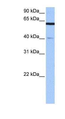 Western Blot: APPBP2 Antibody [NBP1-53085] - Human Brain lysate, concentration 0.2-1 ug/ml.