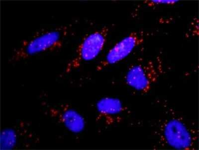 Proximity Ligation Assay: APPL Antibody [H00026060-D01P] - Analysis of protein-protein interactions between APPL1 and PIK3CA. HeLa cells were stained with anti-APPL1 rabbit purified polyclonal 1:1200 and anti-PIK3CA mouse monoclonal antibody 1:50. Each red dot represents the detection of protein-protein interaction complex, and nuclei were counterstained with DAPI (blue).