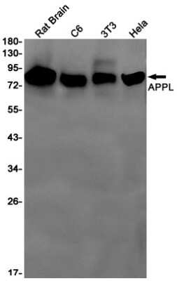 Western Blot: APPL Antibody (S05-8D5) [NBP3-14998] - Western blot detection of APPL in Rat Brain, C6, 3T3, Hela cell lysates using APPL Rabbit mAb (1:1000 diluted). Predicted band size: 80kDa. Observed band size: 80kDa.