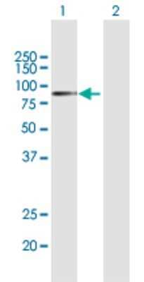 Western Blot: APPL Antibody [H00026060-B01P] - Analysis of APPL1 expression in transfected 293T cell line by APPL1 polyclonal antibody.  Lane 1: APPL transfected lysate(77.99 KDa). Lane 2: Non-transfected lysate.