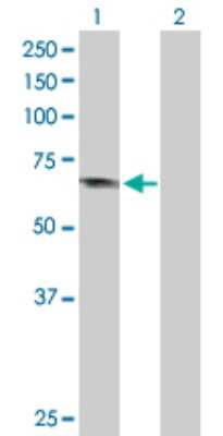 Western Blot: APPL Antibody [H00026060-D01P] - Analysis of APPL1 expression in transfected 293T cell line by APPL1 polyclonal antibody.Lane 1: APPL1 transfected lysate(79.70 KDa).Lane 2: Non-transfected lysate.