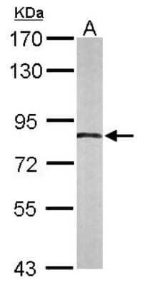 Western Blot: APPL Antibody [NBP2-15433] - Sample (50 ug of whole cell lysate) A: Mouse brain 7. 5% SDS PAGE; antibody diluted at 1:1000.