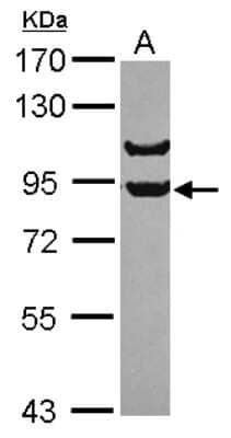 Western Blot: APPL Antibody [NBP2-15433] - Sample (30 ug of whole cell lysate) A: IMR32 7.5% SDS PAGE; antibody diluted at 1:1000.