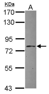 Western Blot APPL Antibody