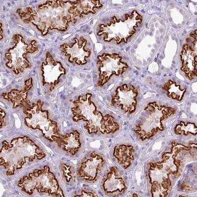 Immunohistochemistry-Paraffin APR3 Antibody - BSA Free