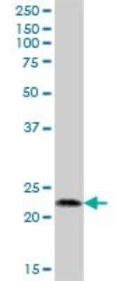 Western Blot: APR3 Antibody [H00051374-B01P] - Analysis of C2orf28 expression in human kidney.